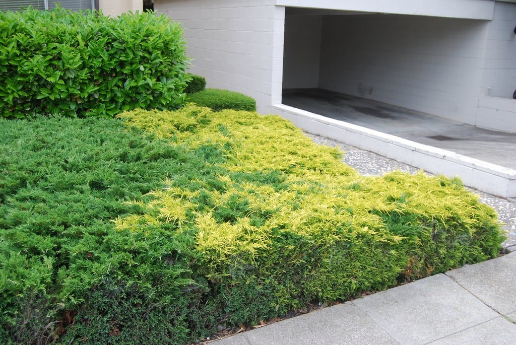 Dark And Light Green Shrubs