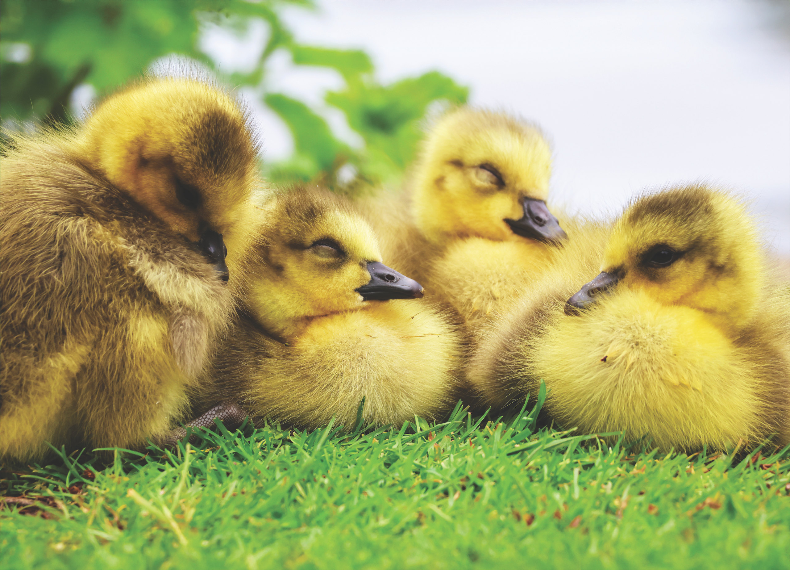 Cosy Goslings