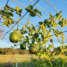 Pumpkins growing on arch trellis