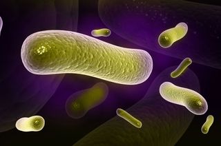 illustration of a close-up of bacteria