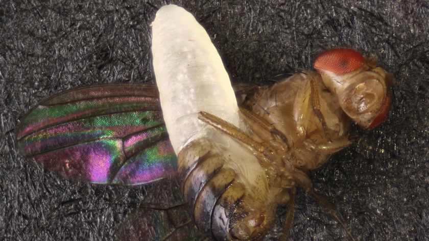 Parasitoid wasp larvae bursting out of fruit fly; the larvae almost the same size as the fly&#039;s body.