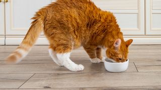 an orange cat eats from a food bowl