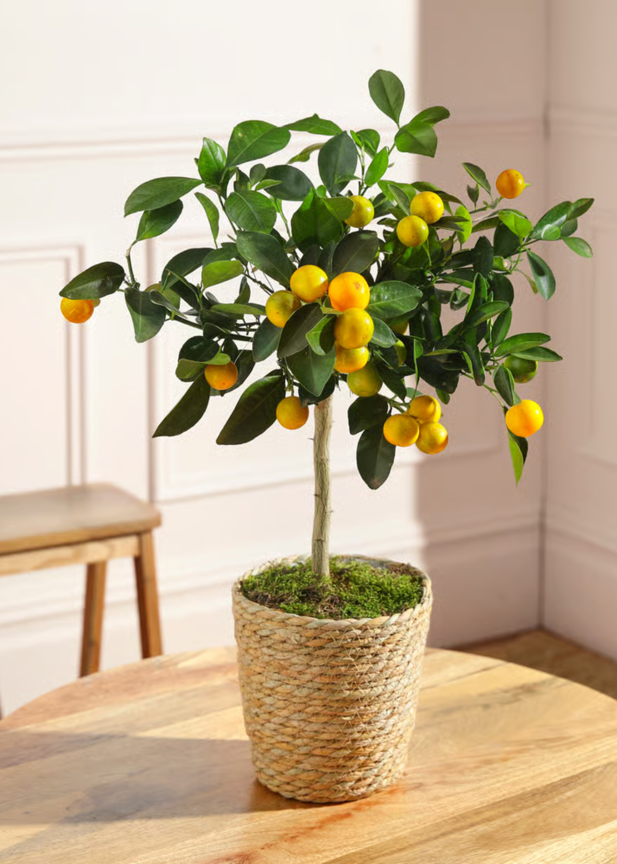 A potted orange tree from Bloom &amp;amp; Wild