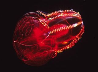 A red lobate ctenophore. Fanciful gelatinous organisms like this one are far more plentiful in the deep sea than previously suspected.