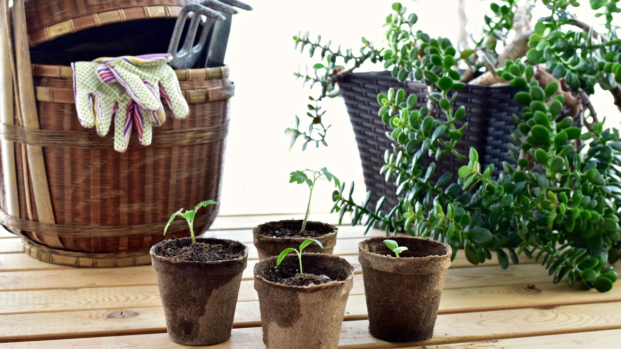 Vegetable seedlings in seed pots on a bench