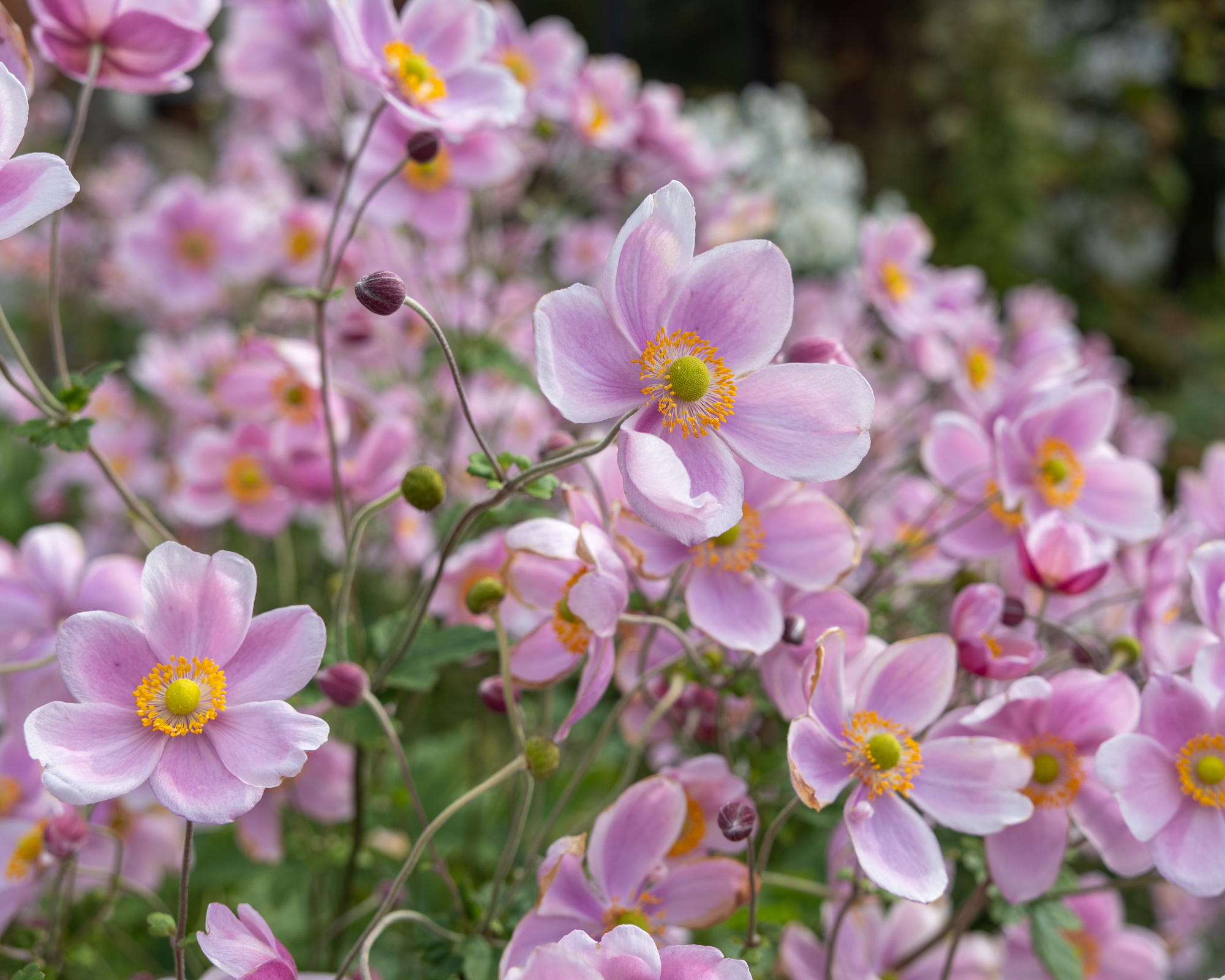 Anemone hupehensis or Japanese anemone flowers