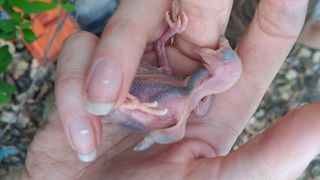 Scientist's hand holding a three-day-old greater honeyguide chick
