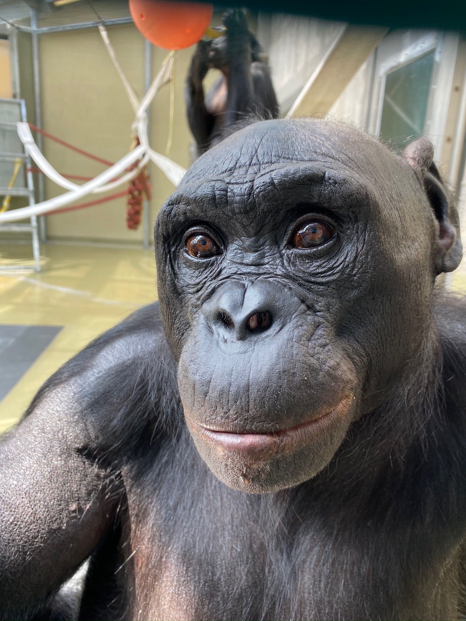 Portrait of Kanzi with another bonobo in the background