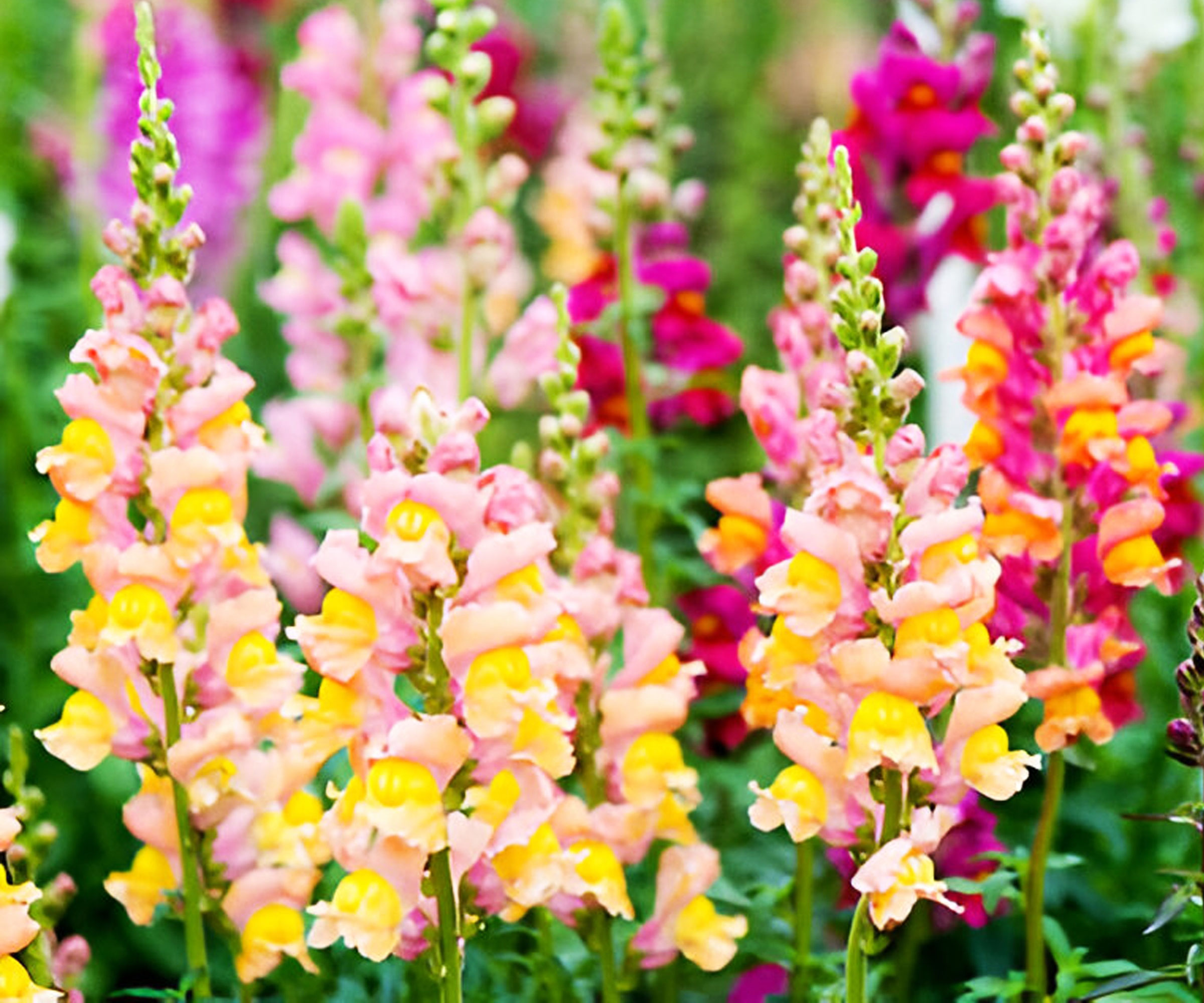 snapdragon flowers in mixed colors
