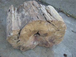 Petrified wood with fire scar