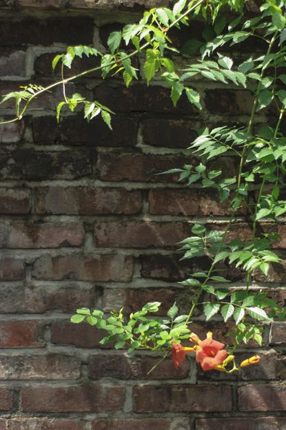 Trumpet Vines Growing Infront Of Brick Wall