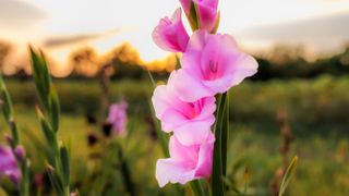 Pink gladioli flower