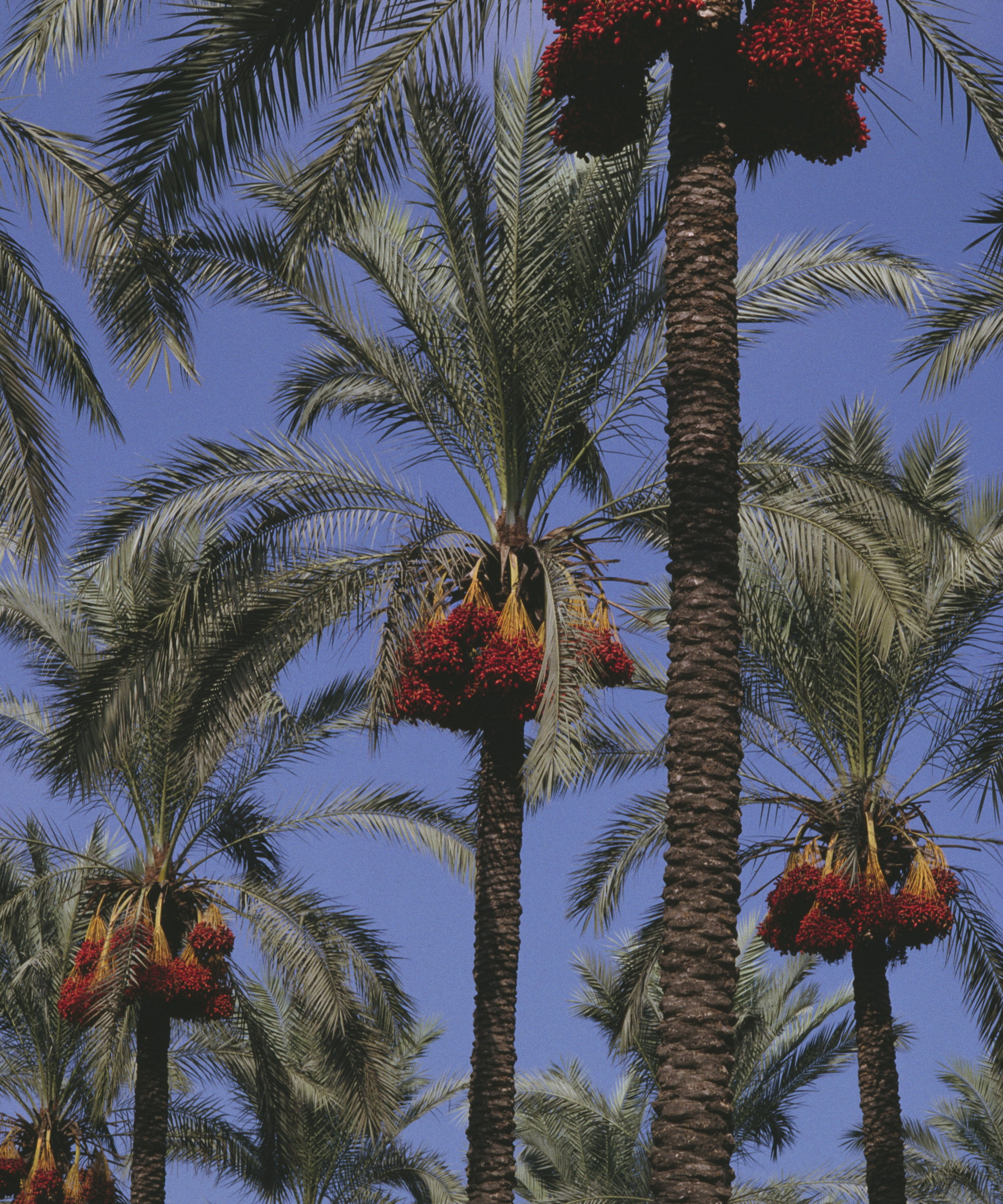 Date palm trees covered in fruits