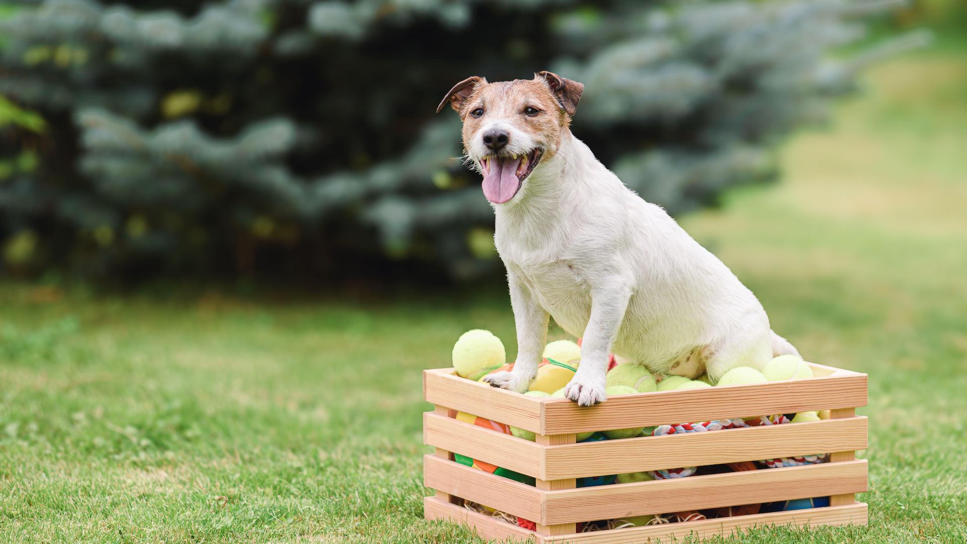 Terrier on basket of tennis balls
