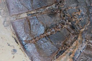The fossilized tail of female turtle.