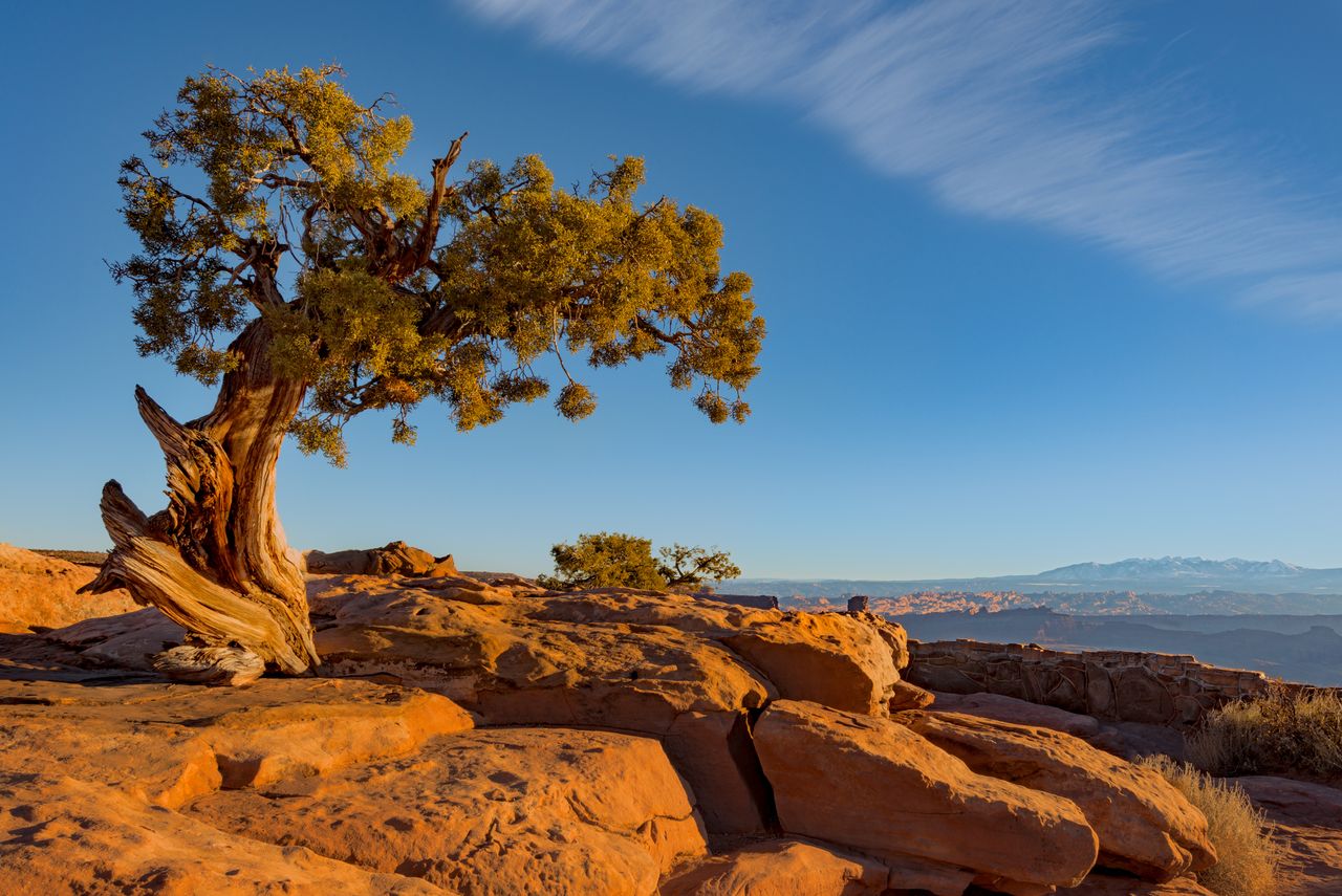 A juniper tree in the desert