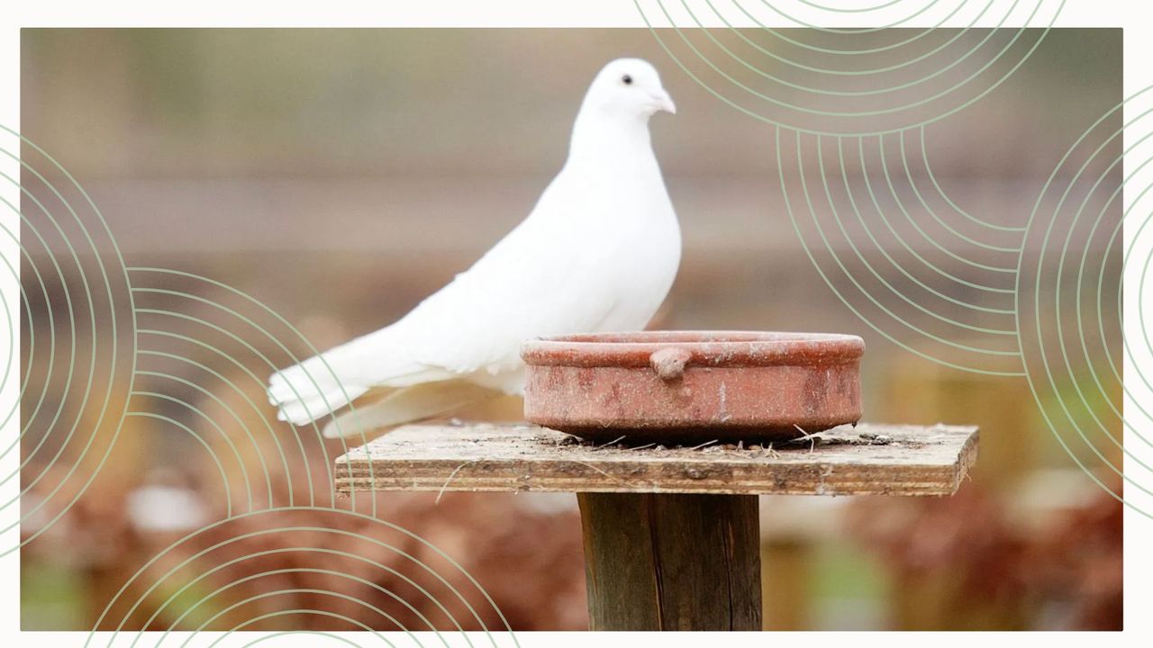 white dove perched on a bird table 