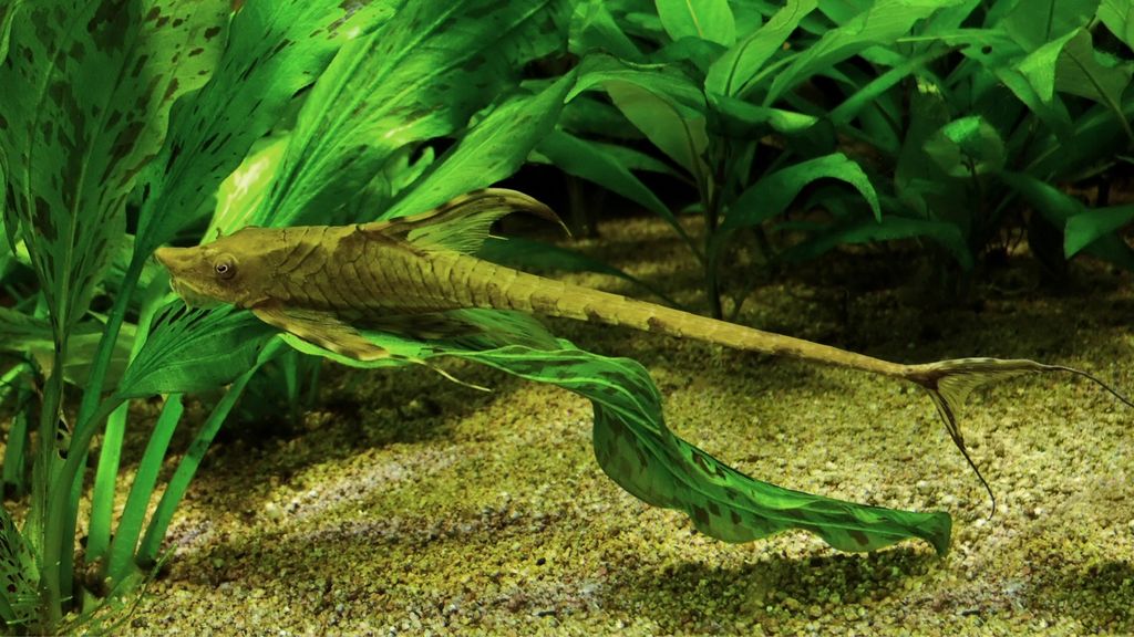 Fish That Clean 20 fish that clean the tank while looking pretty | PetsRadar
