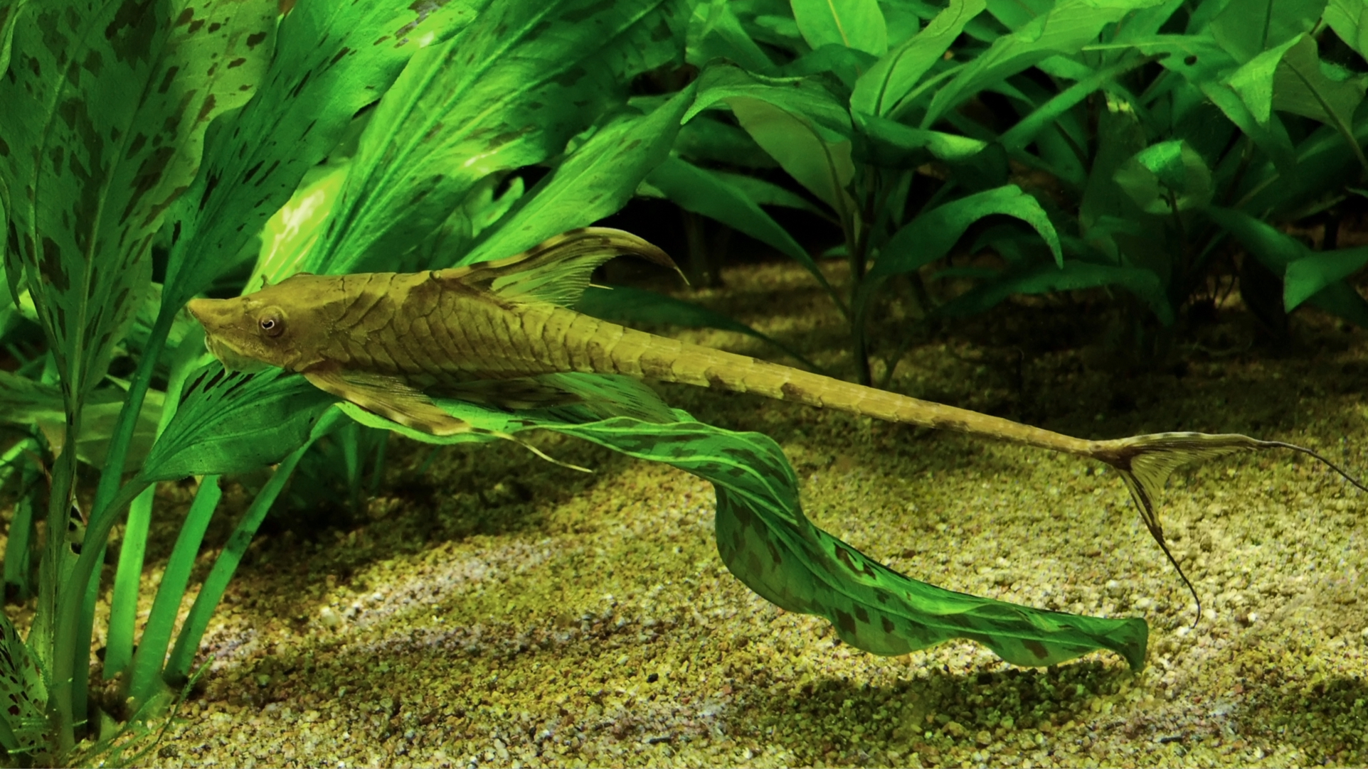 Whiptail Catfish