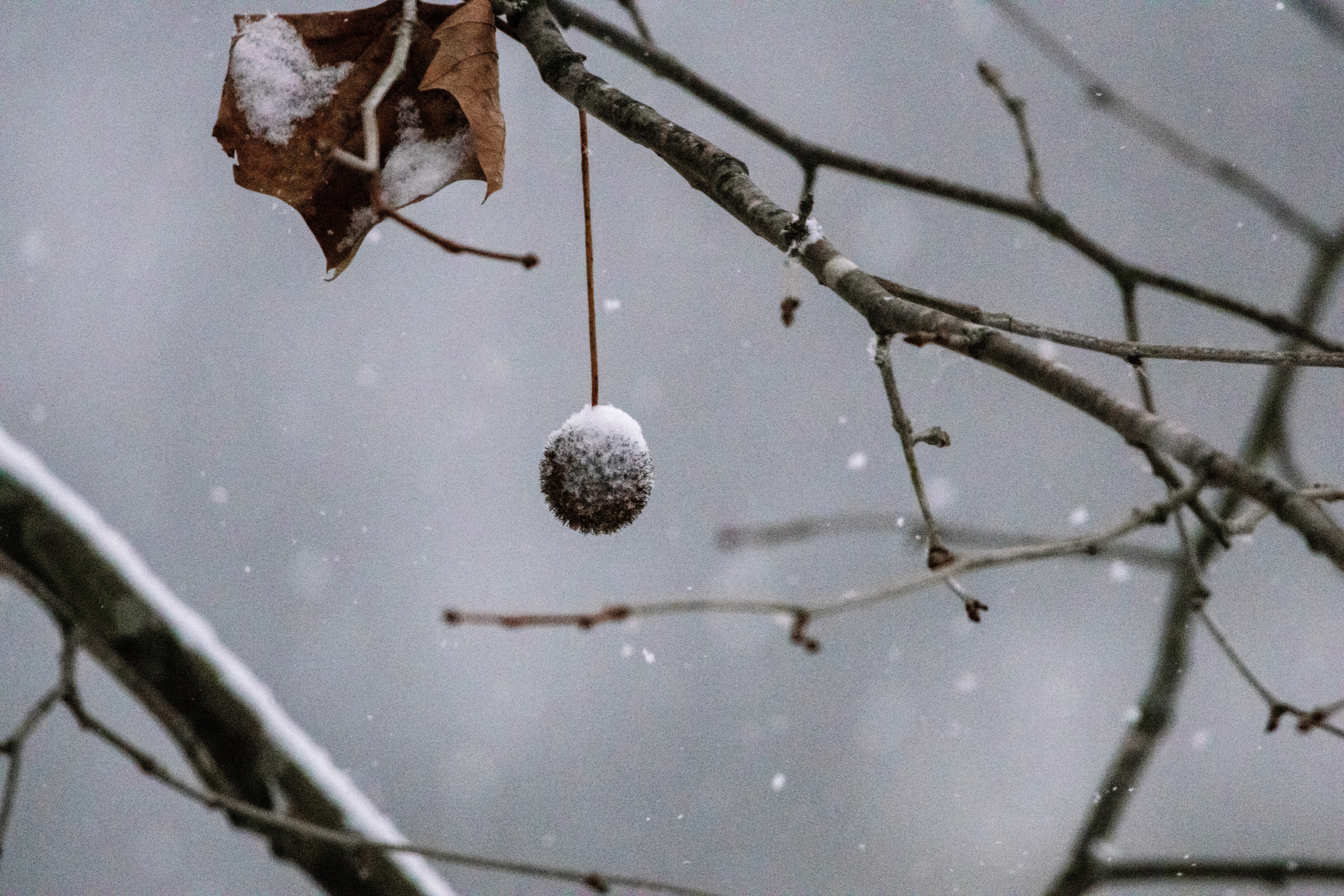 GuruShots - February 2026