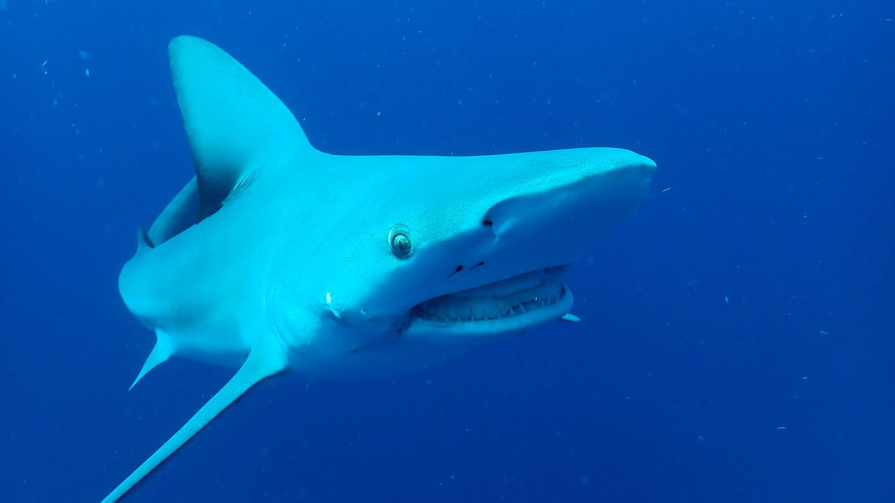 A shark swimming in the ocean