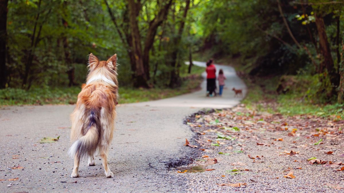 Dog looking at other dog in the distance