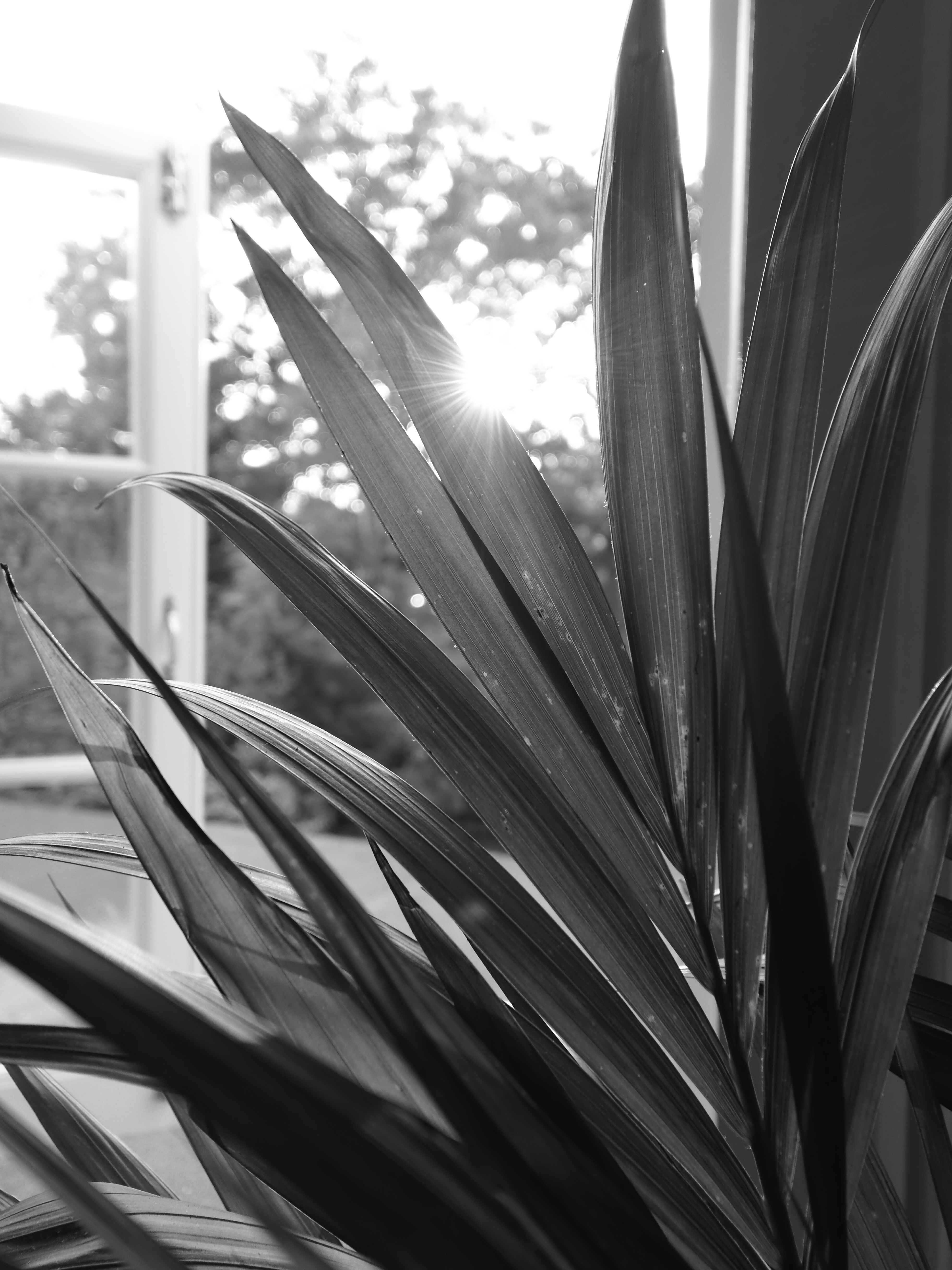 Sun shining in through a window behind some leaves