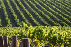 Brexit southern hemisphere wine