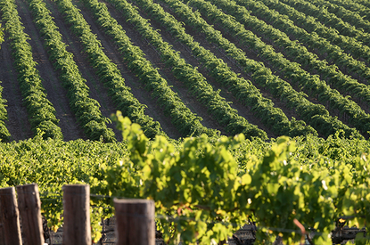 Brexit southern hemisphere wine