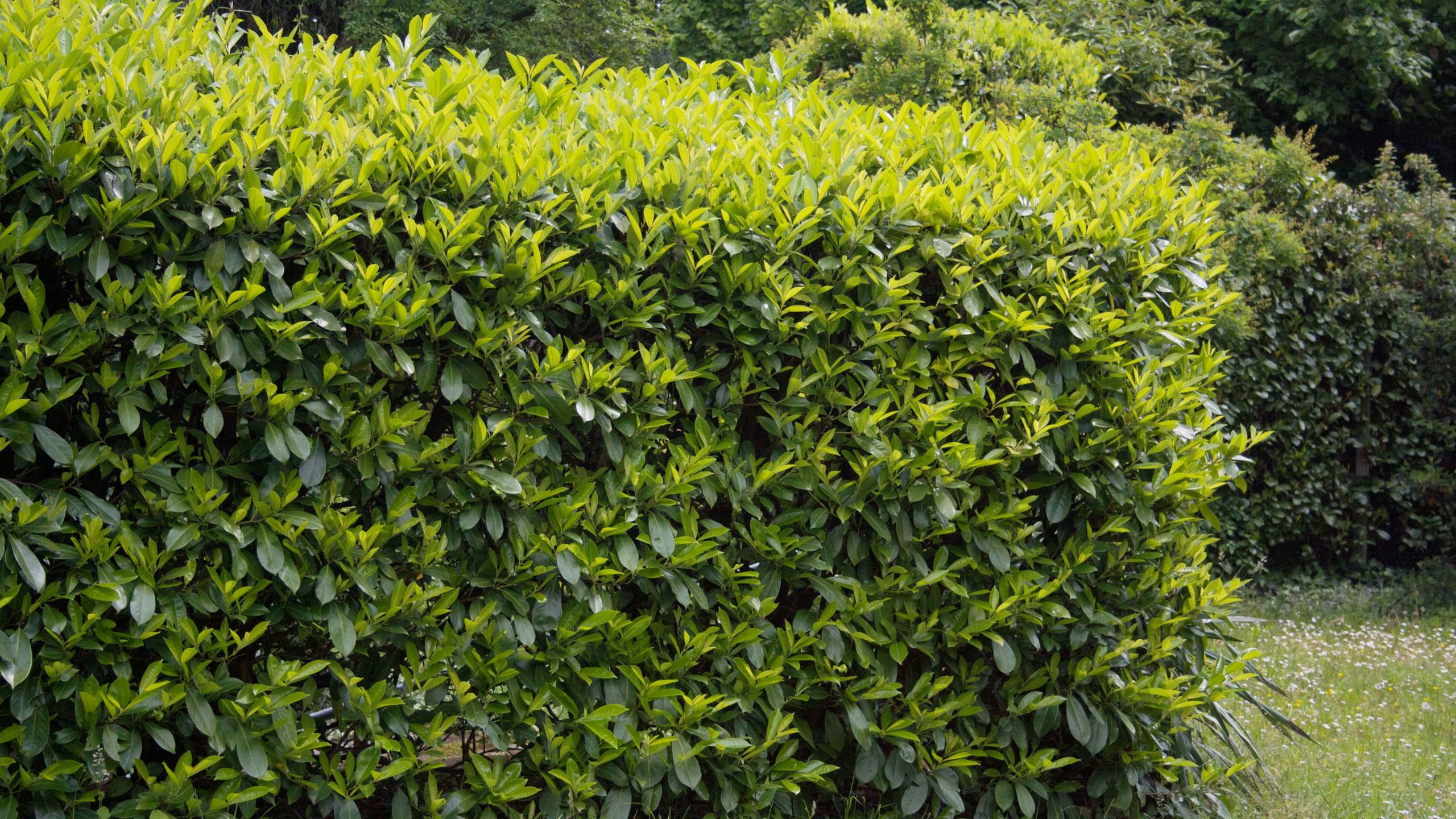 My neighbour’s hedge is over two metres tall – can I make them cut it down? This is the crucial deciding factor
