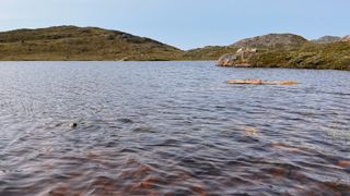 A lake with brown water