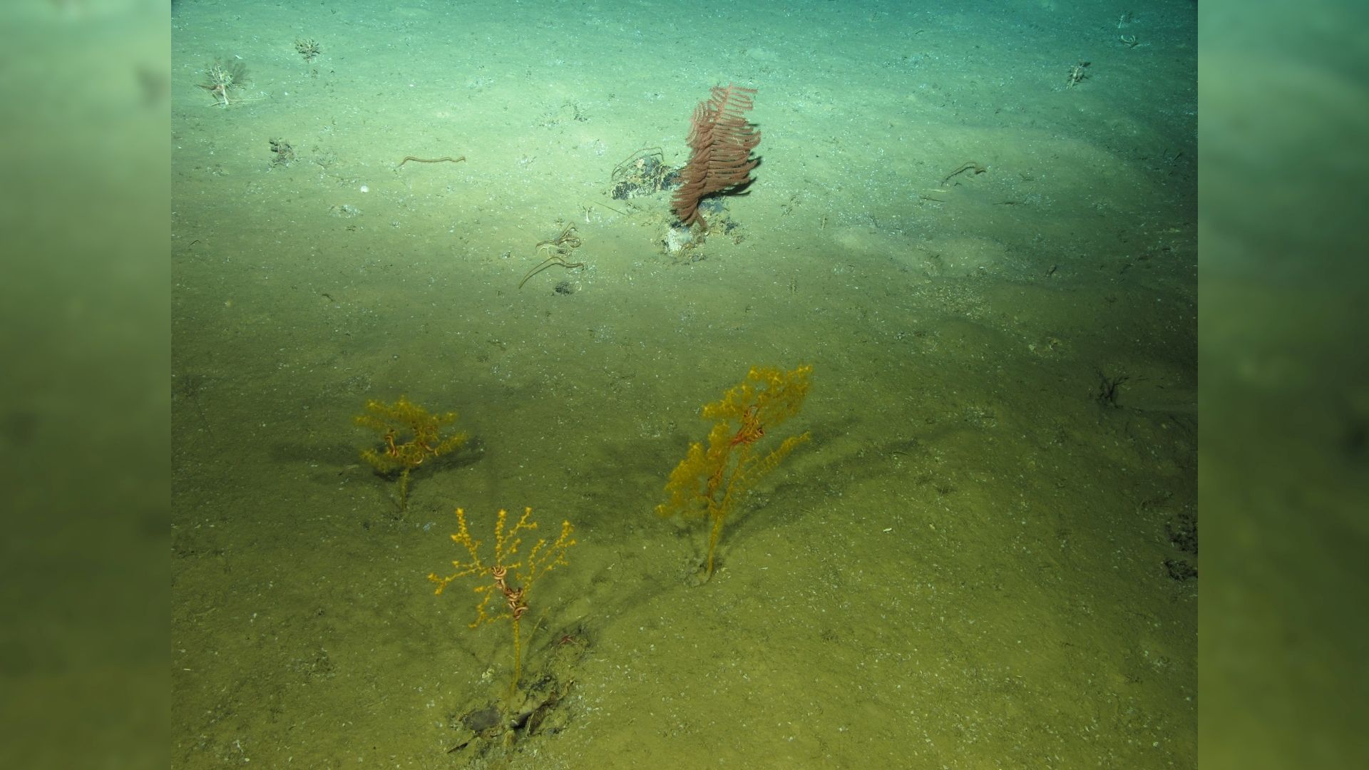 The deep seafloor is filled with entire branches of life yet to be