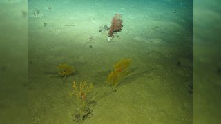 Gorgonians and black corals 6430 feet (1960 meters) deep in the Atlantic Ocean.