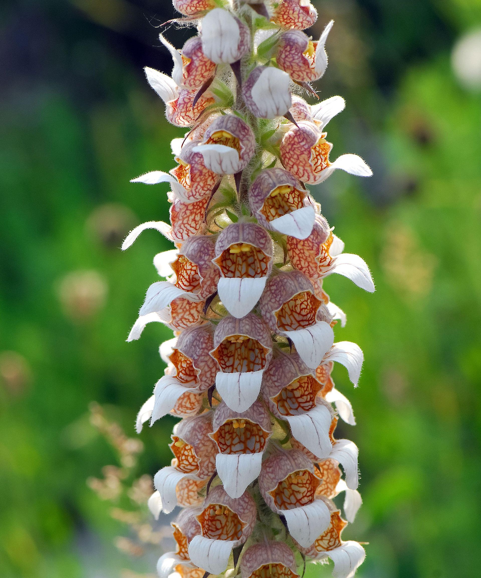 Digitalis lanata, Grecian foxglove