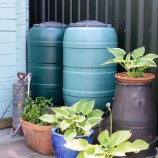 Green and blue water butts next to potted hosta plants in garden