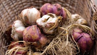 lily bulbs in basket