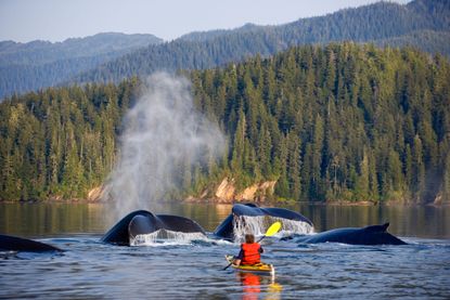 A man kayaks next to humpback whales in Alaska. 