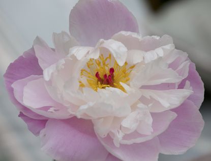 Peonies not blooming – Peony flower