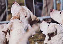 Hounds1.jpg