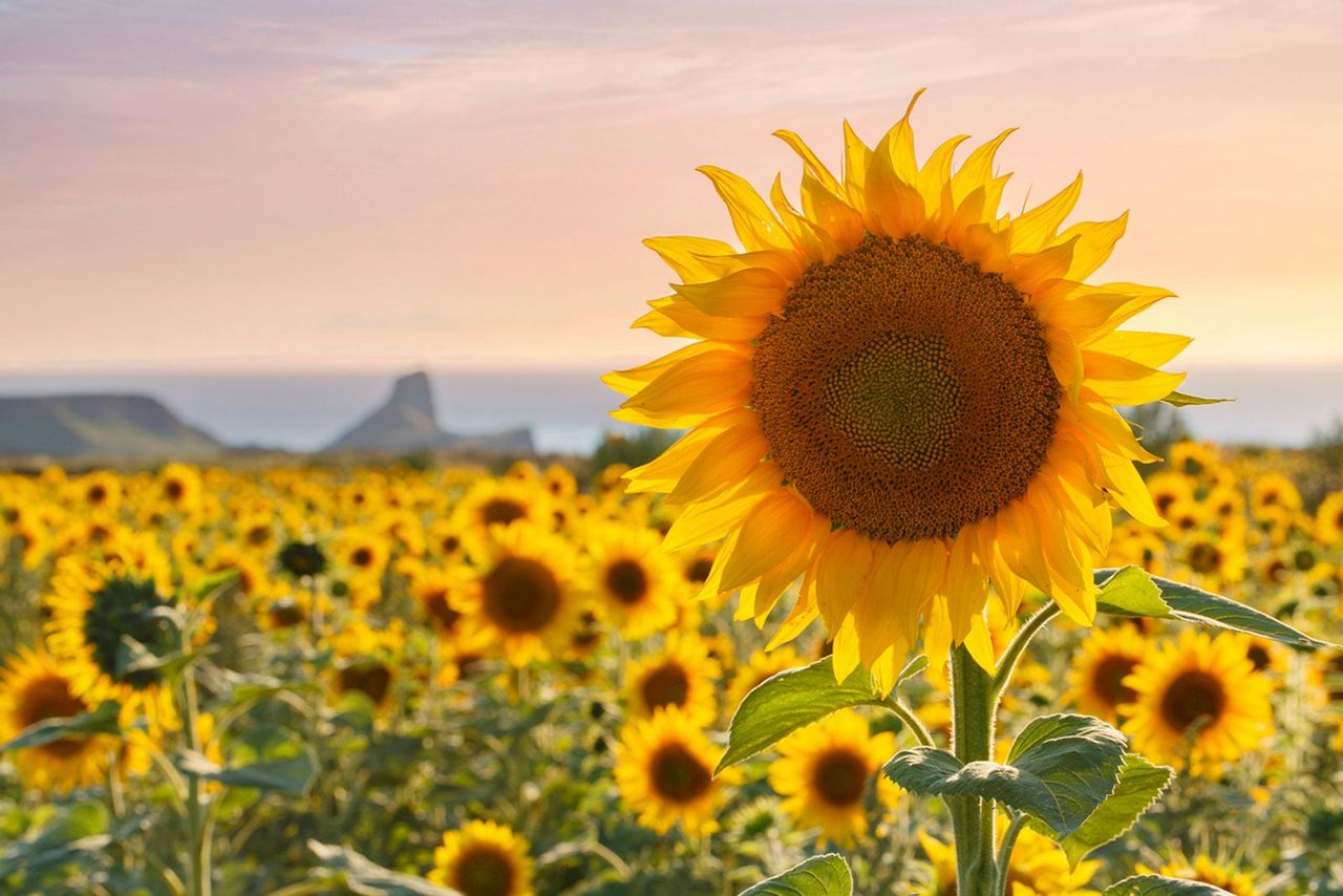 Field Of Sunflowers