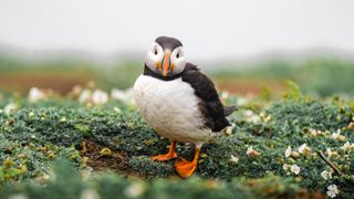 Image of a puffin shot with the Sony A1