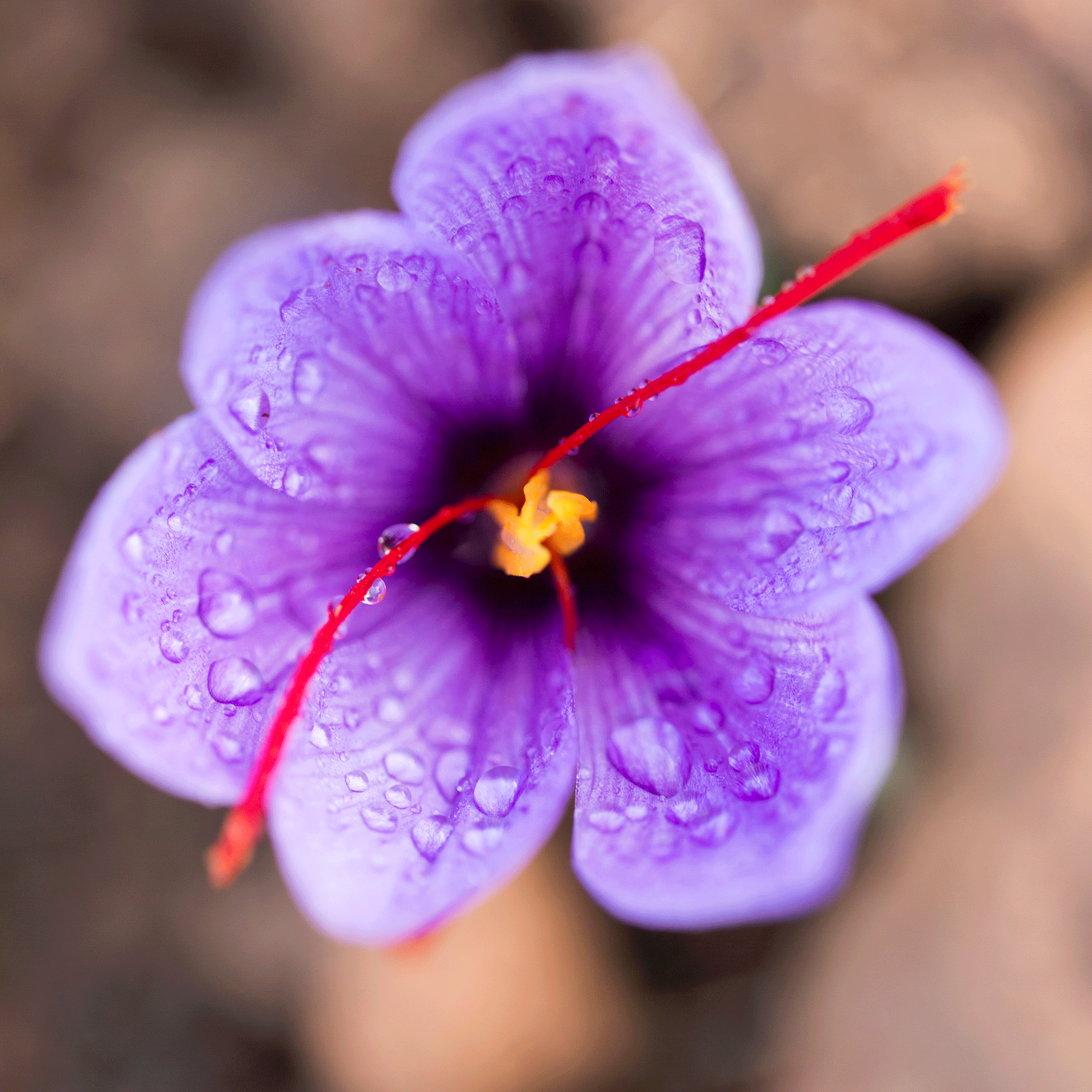 Crocus plant