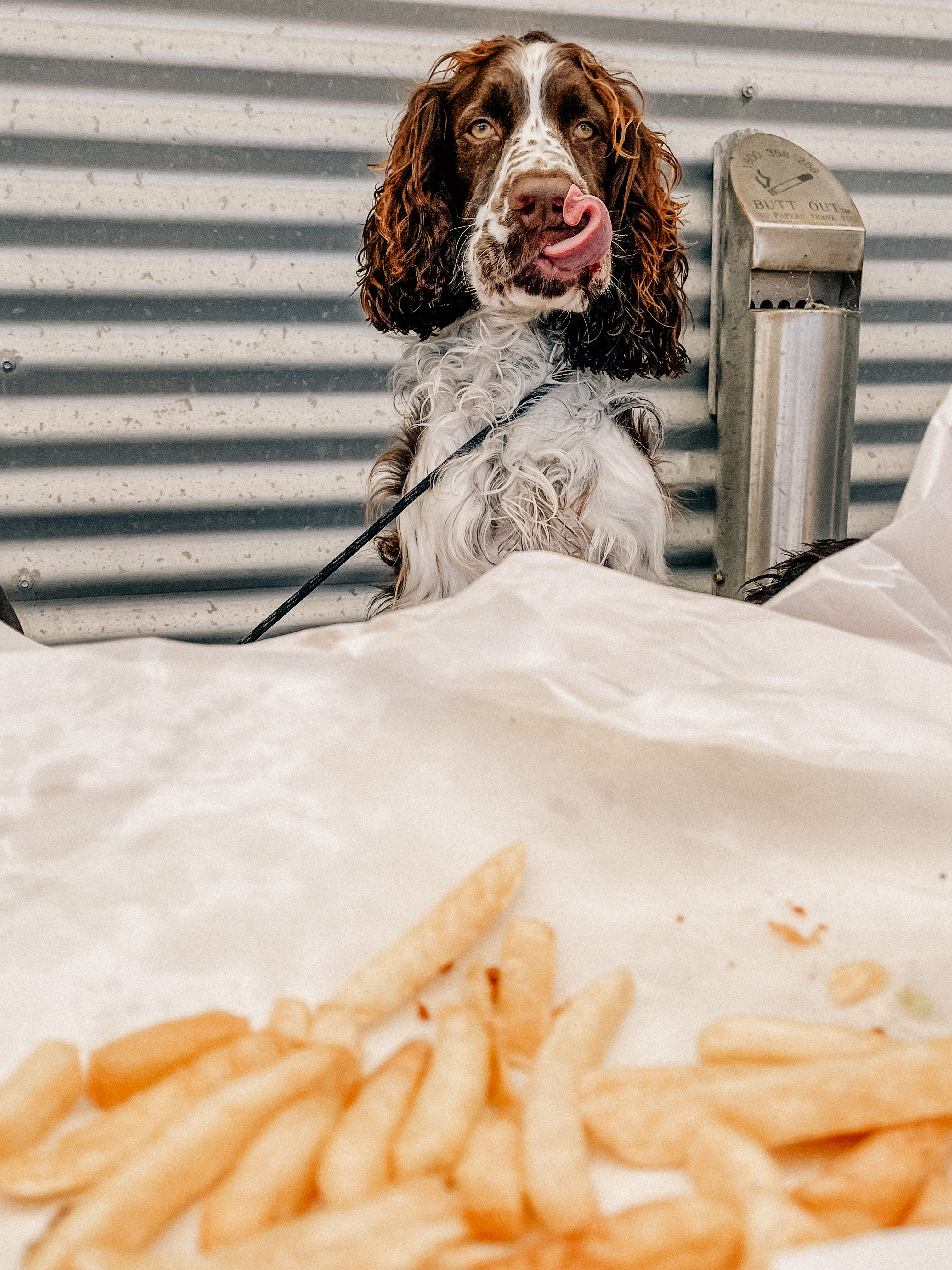 A dog licking its lips in front of a bag of chips