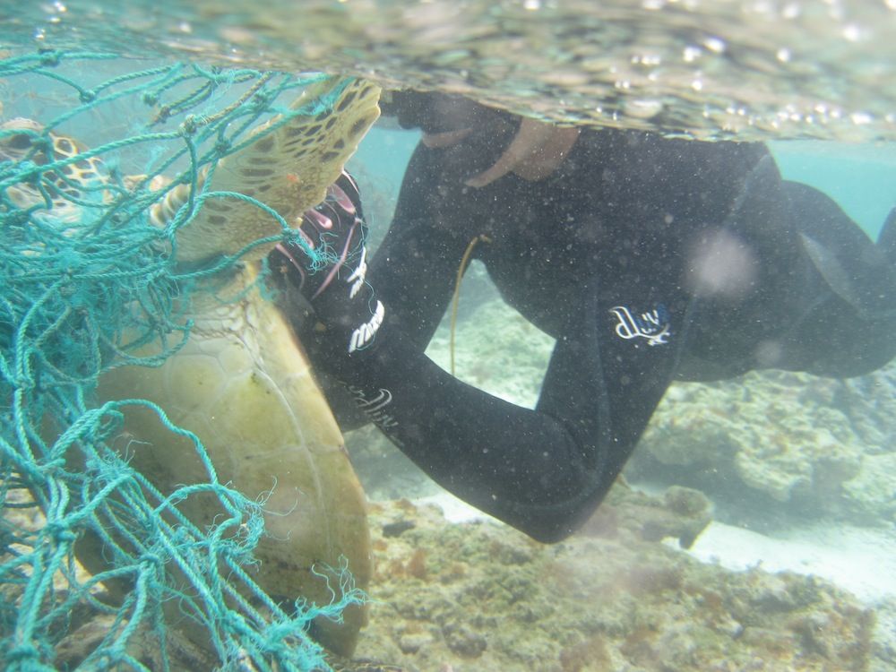 A diver cuts a green sea turtle from a net.