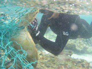 A diver cuts a green sea turtle from a net.