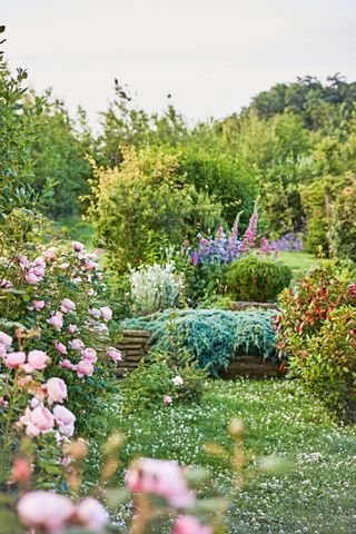 summer garden in bloom with pink roses