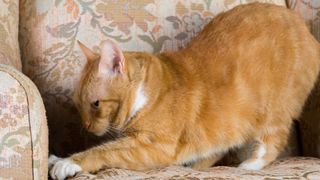 Tabby cat scratching sofa