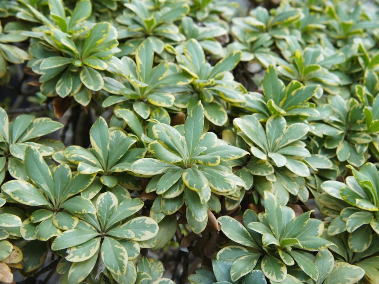 Japanese Pittosporum Plants