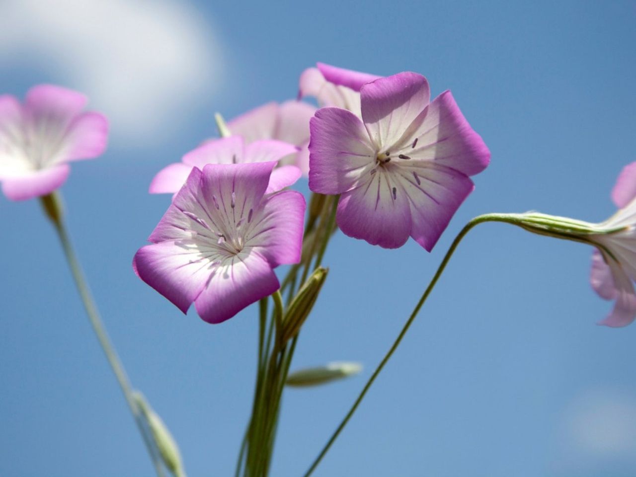 Purple-White Argostemma Corn Cockle Flowers