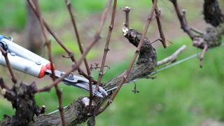 picture of person pruning a tree